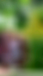 1kg kẹo chuối tươi dẻo đặc sản Bến Tre bánh kẹo Tết