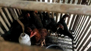 kandang ayam bambu /(70x70x70)kandang ternak/kandang bongkar pasang/kandang hewan peliharaan kelinci/kucing/marmut/hamster/angsa/bebek/entok/banyak
