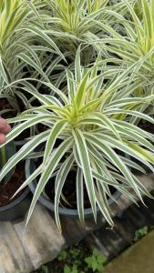 #วาสนาอินโด หรือ #ดาไซน่า วิธีเลี้ยง อยู่แดดรำไร หรือในห้องนอนช่วยปรับฮวงจุ้ยในห้องนอนได้สามารถฟอกอากาศไ ขนาดกระถาง   ต้นไม้ฟอกอากาศ Dracaena ต้นไดเซียน่าเงิน-ทอง ไม้พุ่มขนาดเล็ก ไม้ปลูกเลี้ยงง่าย ชอบแสงรำไร