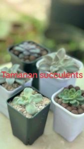 Tall Thick Plastic Pots Succulent Flower Pot Cactus Pot  Gardening Plastic Pot Indoor