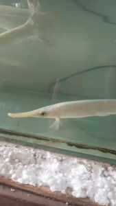 Hiasan Aquarium Predator Semi SnowWhite Gar
