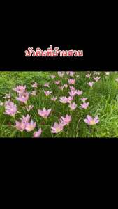 string(76) "ขายหัวดอกบัวดิน Sweet Heart หัวละ 10 บาท - 10 บาท