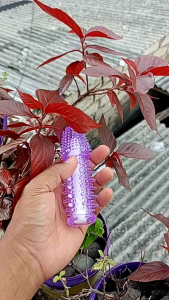 daun hanya hiasan