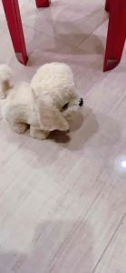 Đồ Chơi Chó Bông Biết Đi Vẫy Đuôi Biết Sủa và Đi Lùi. Quà Tặng Dễ Thương Cho Bé Yêu