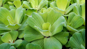 จอกกุหลาบ Water lettuec ดอกจอกน้ำ พืชน้ำ เป็นอาหารของสัตย์น้ำ ช่วยเพิ่มออกซิเจนในน้ำ ตู้ปลาบ่อเลี้ยงปลา บำบัดน้ำเสีย 💥แถมทุกออเดอร์