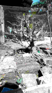 bonsai kimeng siap kontes real pict