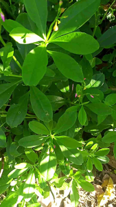 Bibit Ginseng Segar & Herbal Berkualitas: Manfaat dan Penjualan