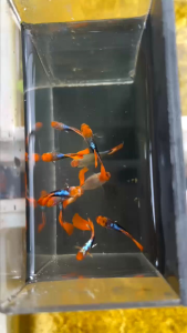 Hiasan Aquarium ikan Guppy ( Tuxedo koi ) kualitas Topp