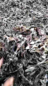 100% เขียดนาตากแห้ง - พร้อมส่ง เขียดแห้ง ได้เยอะมากๆ ทอดกรอบๆ ส้มตำ แซ่บ