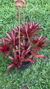 Neoregelia Zoel Clump ~ *PREMIER GRADE* ( 積水风梨/bromeliad )