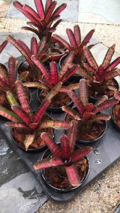Neoregelia Hot Amber ( Miniature Bromeliad ) 積水风梨