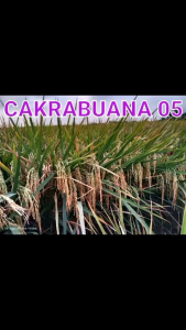 Benih bibit padi CAKRABUANA O5 Kualitas super unggul kemasan (5kg)