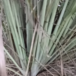 SERAI KAMPUNG SEGAR/LEMONGRASS FRESH 1 IKAT(5 BATANG)