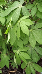 Fresh Cassava Stem Cuttings for Planting (10pcs/20pcs/40pcs) - Outdoor & Garden Gardening Plants Seeds & Bulbs
