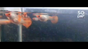 Koi Glass Belly Guppy (pair)