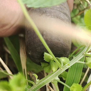 sabit rumput/ alat tani perkebunan bahan baja berkualitas