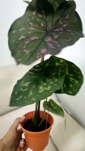 PROMOTION!!! Caladium Ecuador [Caladium Plants-Pokok Keladi /Indoor Plant/Real Live Plant]