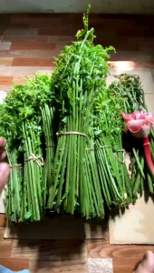 pakis sayur segar