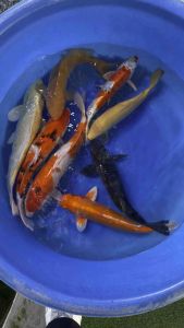JAPAN KOI IMPORT 36-42cm from HOSHIKIN FARM at 780 per koi offer ( KIKUSUI BLACK OCHIBA SANKE ORENJI YAMABUKI OGON KARASHIGOI CHAGOI )