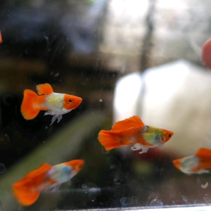 Red Koi Short Body Guppy Balloon (Male) / 短身红头孔雀鱼 (公) ❗️Random Pick❗️