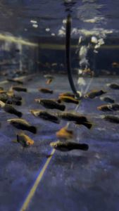 Black Swortail / Hitam Swortail / Livefish / Freshwater 黑尾剑鱼