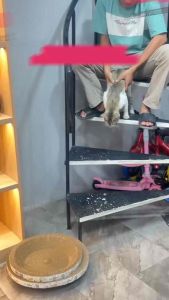 Mall Perabot | Garukan Hewan Peliharaan Papan Garuk Kucing Mainan Cat Scratch Board Extra