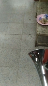 แตรลมไฟฟ้า 2ปาก ใช้ไฟ 24v แบบไม่ต้องใช้ถังลม เสียงดังจัดลั่นๆๆ