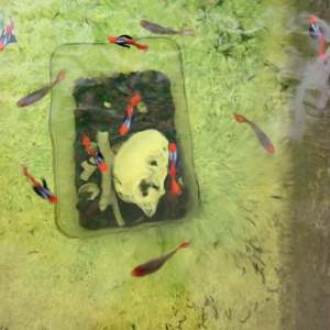 🦋Redhead Water Butterfly🦋 Platinum Koi Dumbo Big Ear Guppy Fish Pair (PREMIUM TOP GRADE)