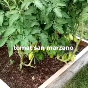 8 BUTIR BIJI/BENIH TOMAT MARZANO