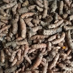 KUNYIT SUPER MURAH FRESH 1KG
