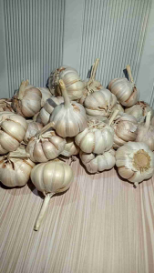 Bawang putih SINCO kualitas A