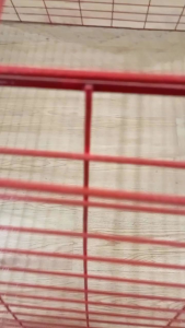 16 lines Scratch pen Red / chicken pen / Heavy Duty /cock cage / game fowl / kulungan ng manok