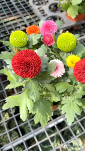 ต้นเบญจมาศปิงปอง ดอกคละสี มีหลายสีสัน ส่งพร้อมกระถาง 5 นิ้ว ลักษณะคล้ายลูกปิงปอง ดอกกลม สื่อถึงความยั่งยืน ความเจริญ