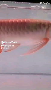 lampu tanning arowana 72 mata led 30.000k 150cm
