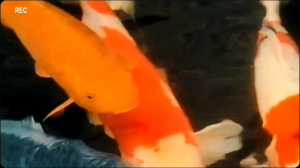 Skimmer Kolam Koi Ukuran 3 Inch & Tutup: Panduan Lengkap