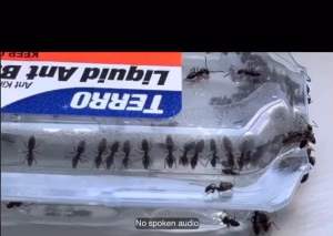 Terro Liquid Ant Bait Killer Langgam Langam