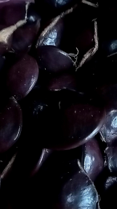 Jengkol Muda Segar 1kg Baru Petik Jengkol Lalap Non Kupas