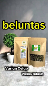 Teh Herbal Daun Beluntas| Obat Kolesterol Bau badan Keputihan dll