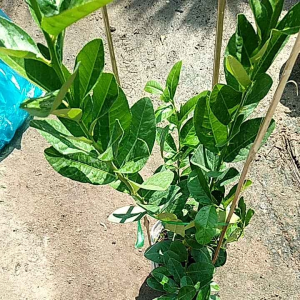 cây chanh vàng mỹ cao 60-80cm. như video.