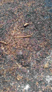 sekam bakar/pupuk alami/media tanam