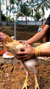 KOREP BN salep ayam paling ampuh atasi masalah penyakit jamur kurapan buras pada muka dan badan ayam