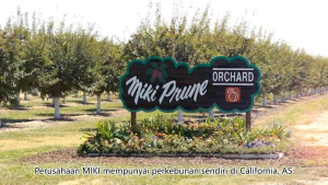 Miki prune Extract 280gm x3tin( expired 01/2026)