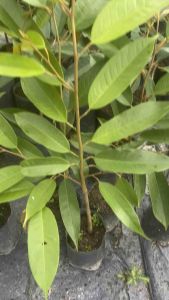 ต้นทุเรียนหมอนทองเสียบยอดแล้วต้นถุงเล็ก