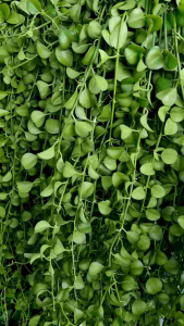 เดฟแอปเปิ้ล  ต้นเดฟแอปเปิ้ล ส่งพร้อมไม้แขวน ขนาดใหญ่ 8นิ้ว สวยงาม พร้อมแขวน ลักษณะใบเหมือนลูกแอปเปิ้ล ไม้ฟอกอากาศ