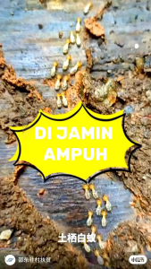 ANTI RAYAP BUBUKATASI OBAT RAYAP KAYU PEMBASMI RAYAP AMPUH SERBUK TERMITE POWDER