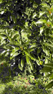 Bibit Pohon Alpukat Miki 70 cm (Okulasi)