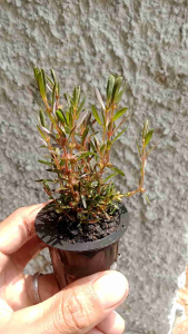 Rotala Ramosior Florida 6 batang Emersed Tanaman Aquascape