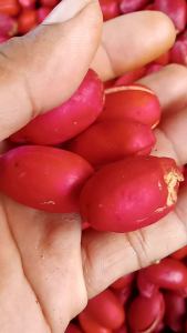 Kulit Tangkil & Melinjo Segar: Paket Hemat 1kg Asli Masih Seger