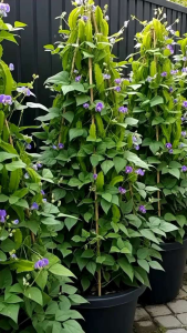 200++Biji Benih Kecipir Hijau Kualitas Unggul