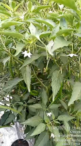 Nutrisi tanaman PREMIUM 1L